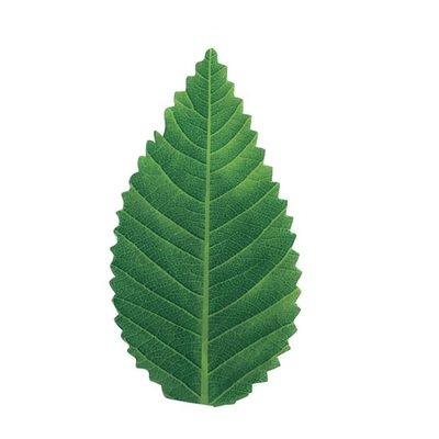 decoración de servicio de las herramientas de la comida verde de la hoja de los 7.5cm hoja plástica del sushi