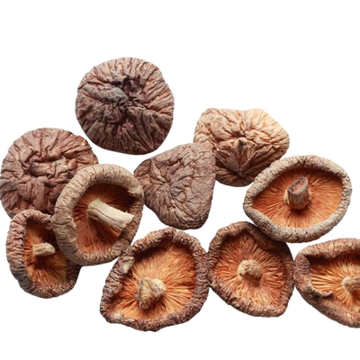 seta de Shiitake seca de 100g 250g 1kg 3kg con IFS ISO HACCP de BRC