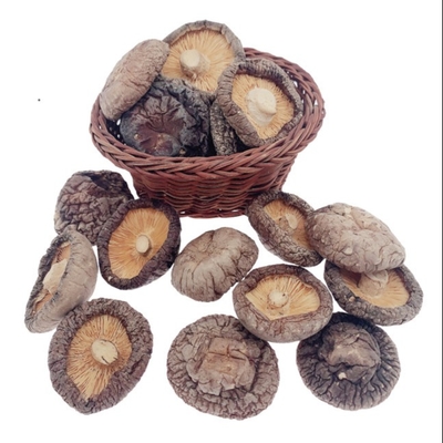 Cultivo seco delicioso típico Cubensis de la seta de Shiitake de Brown los 4cm